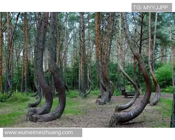 波兰特与伐木工的激烈对决揭示了森林保护的重要性与挑战